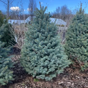 Baby Blue Spruce 5/6"