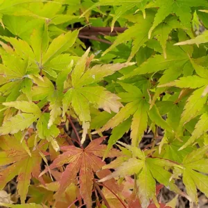 Japanese Maples
