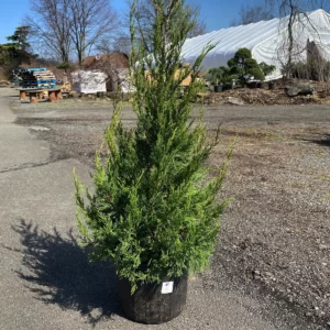 Juniper hetzi columnaris #7