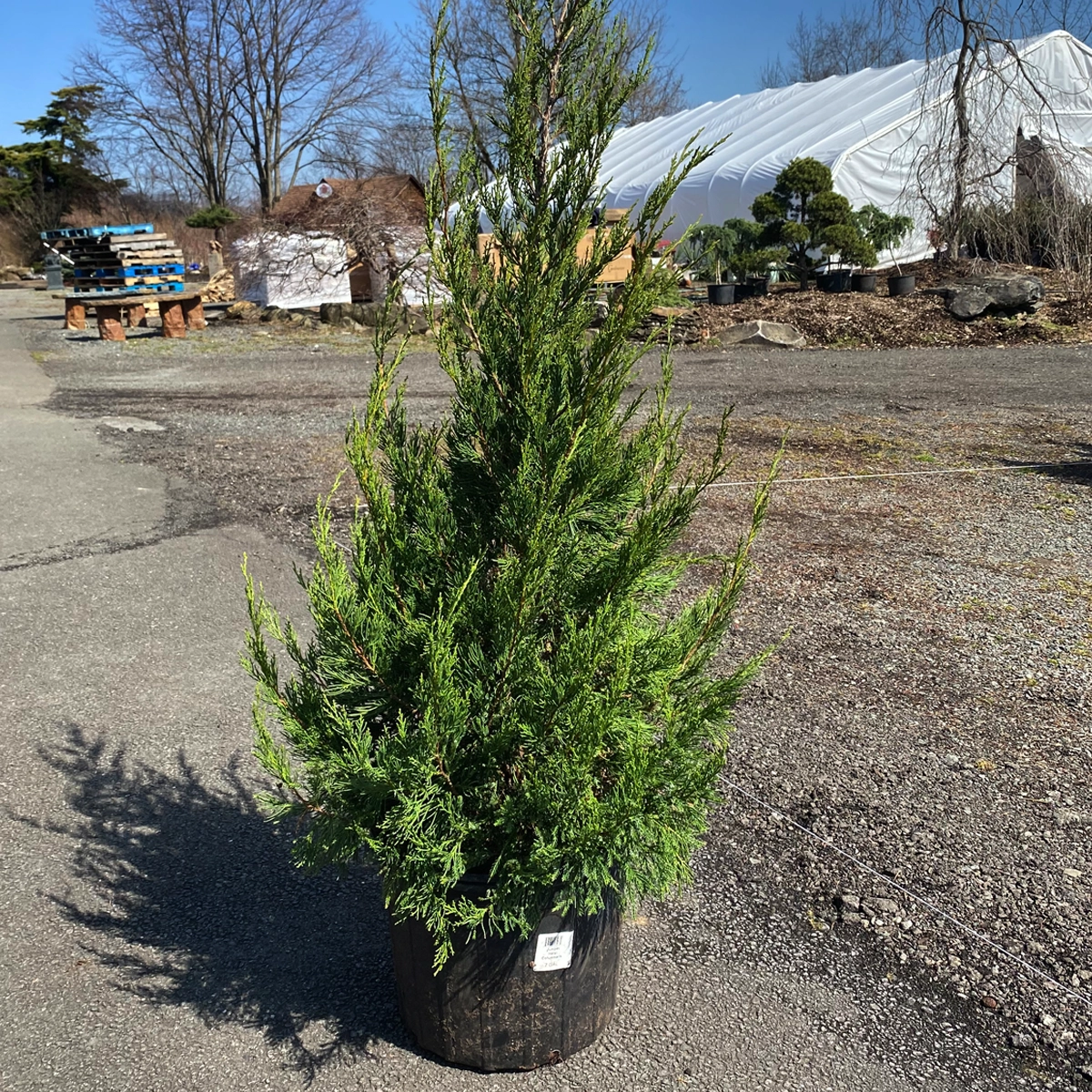 Juniper hetzi columnaris #7