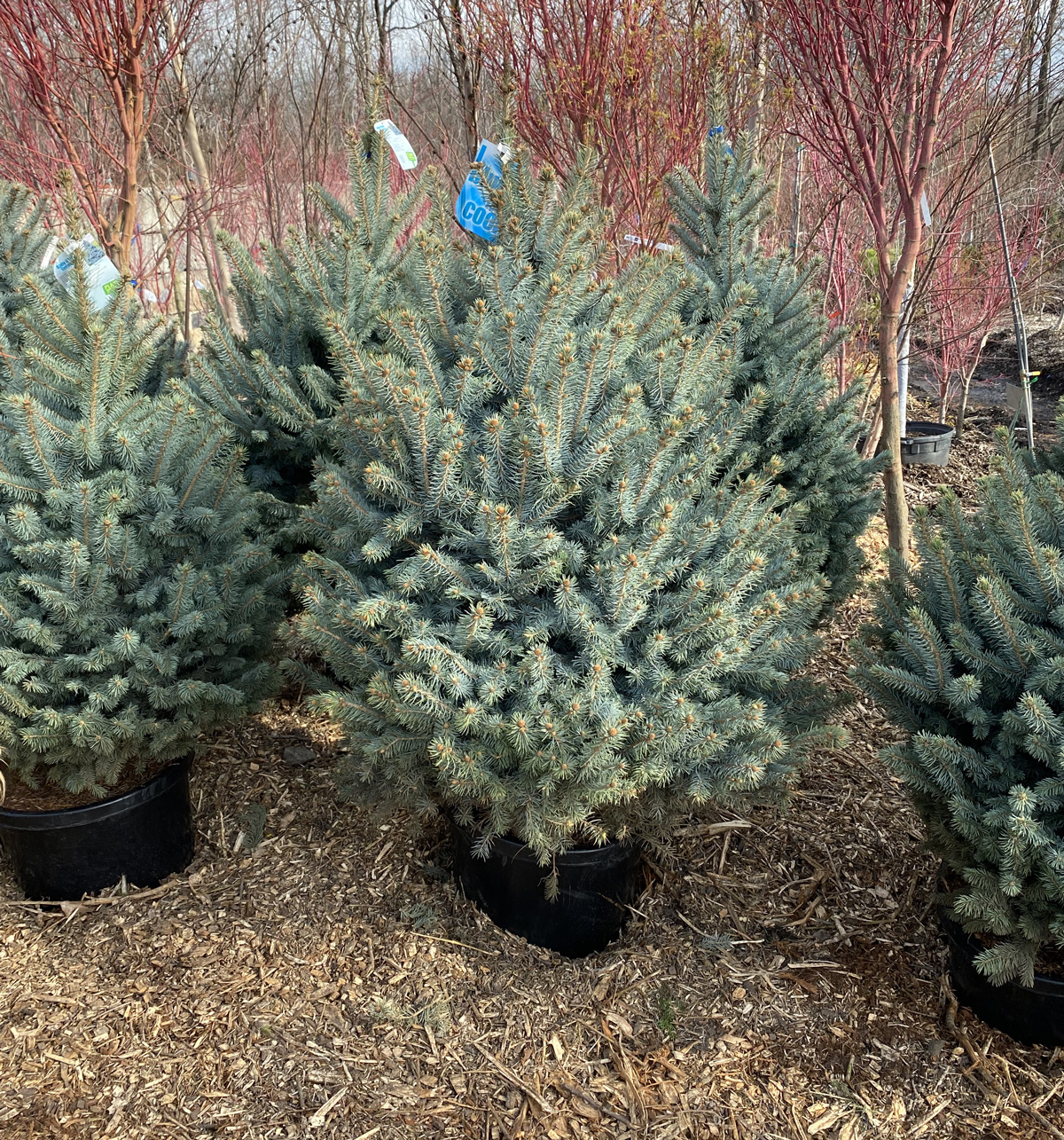 Baby Blue Spruce #10