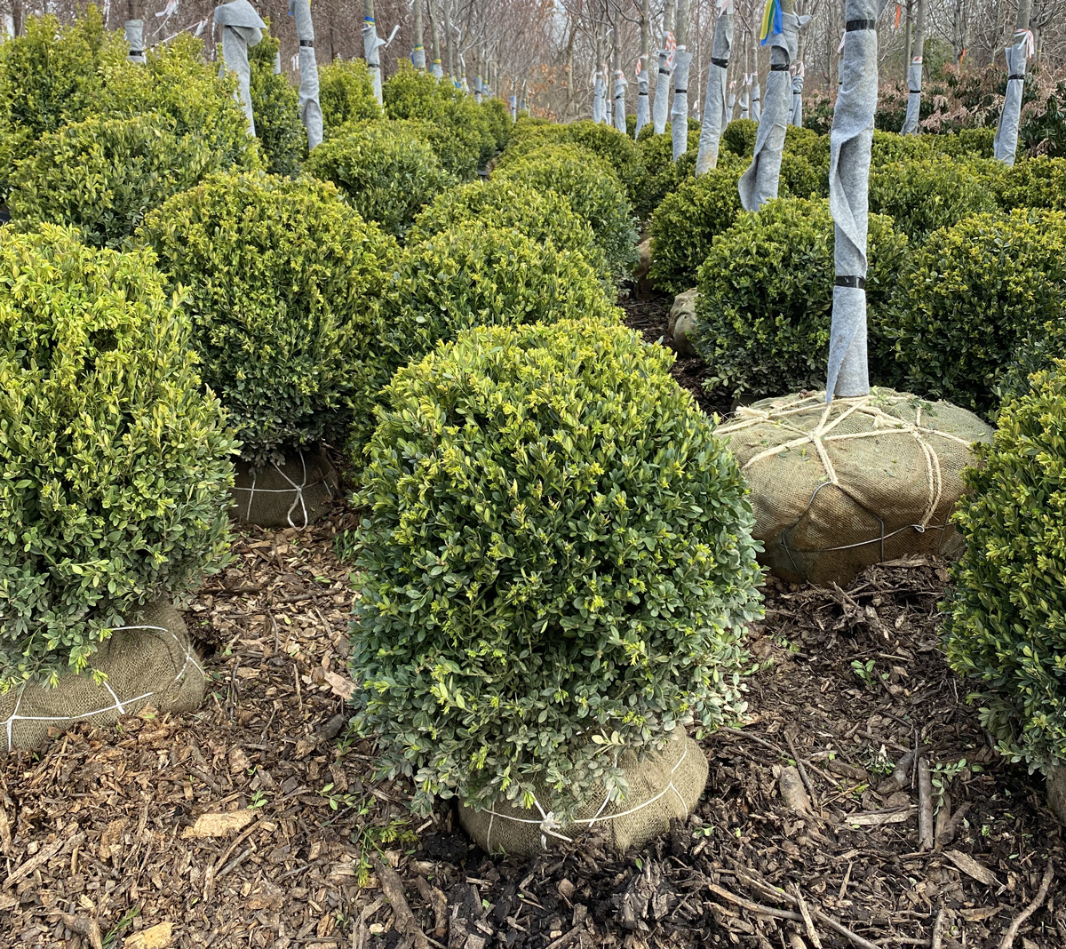 Green Mountain Boxwood – 18-24in