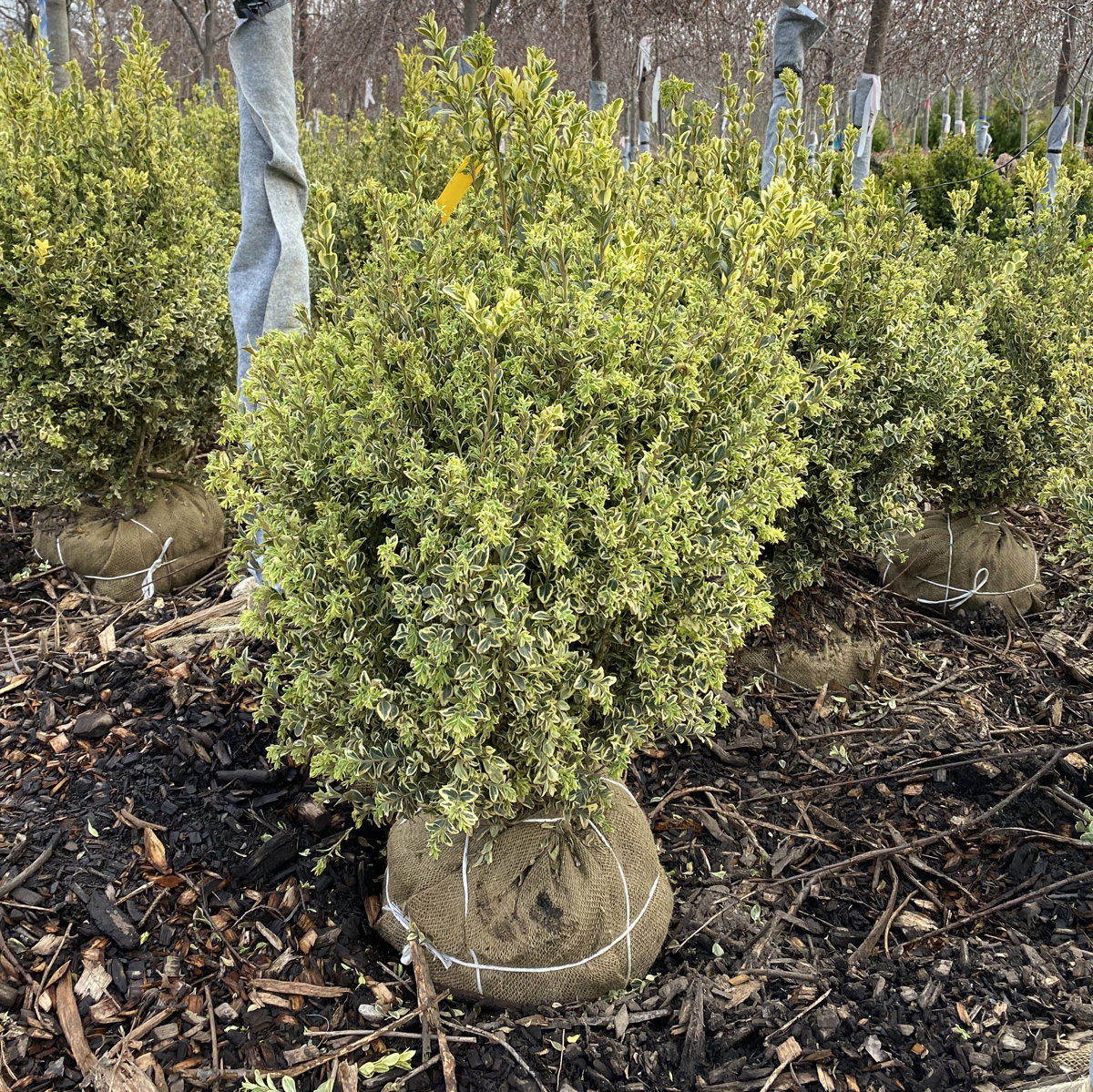 Boxwood Varigated – 24-30 in.