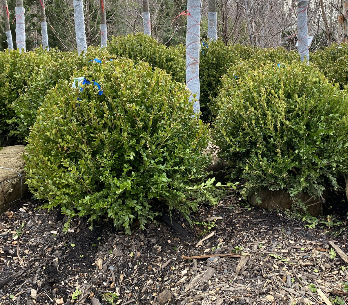Wintergreen Boxwoods – 24-30 in.