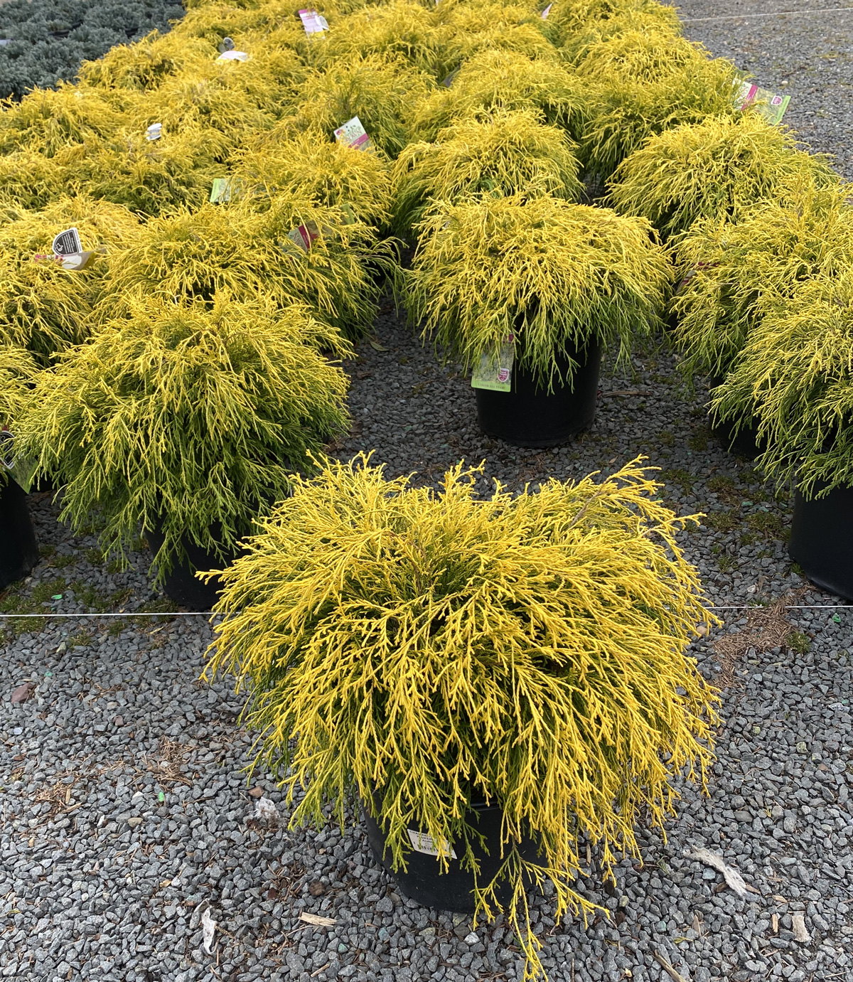 Gold Thread Cypress #3