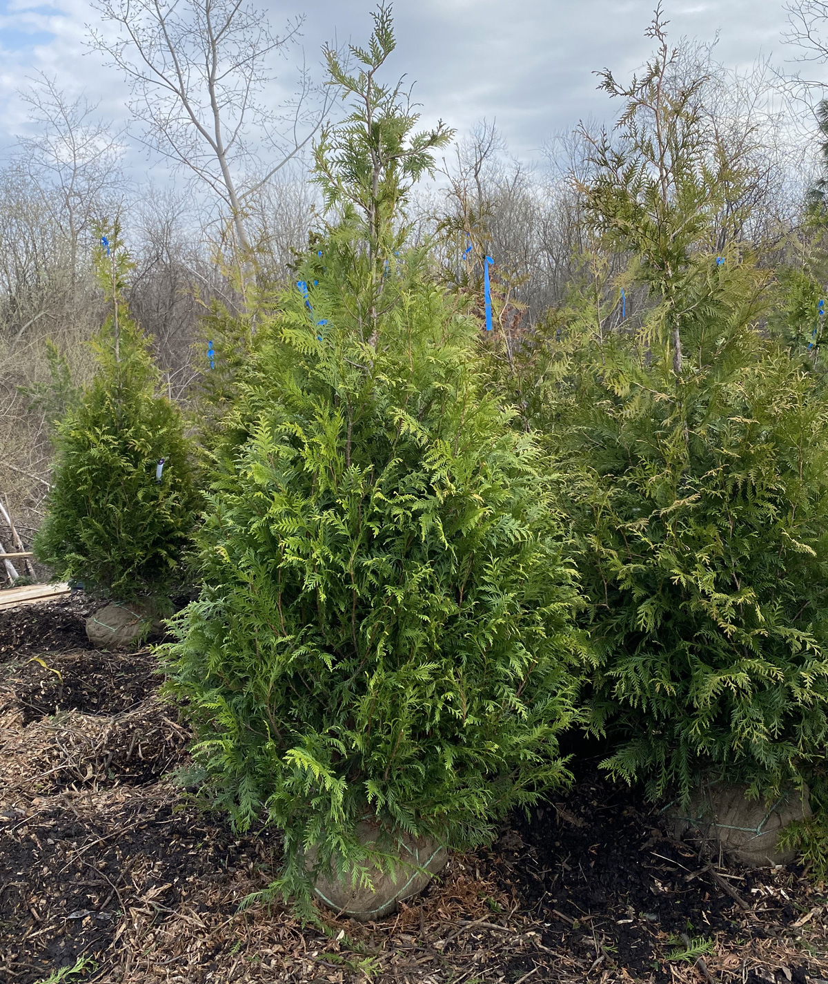 Green Giant – 7 ft.