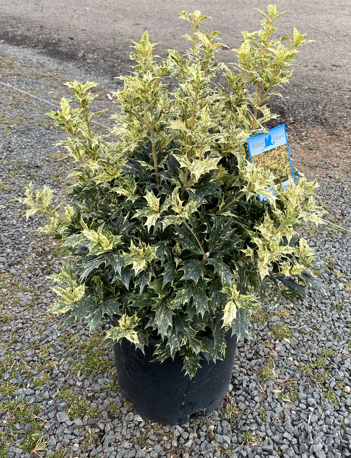 Osmanthus Goshiki #3