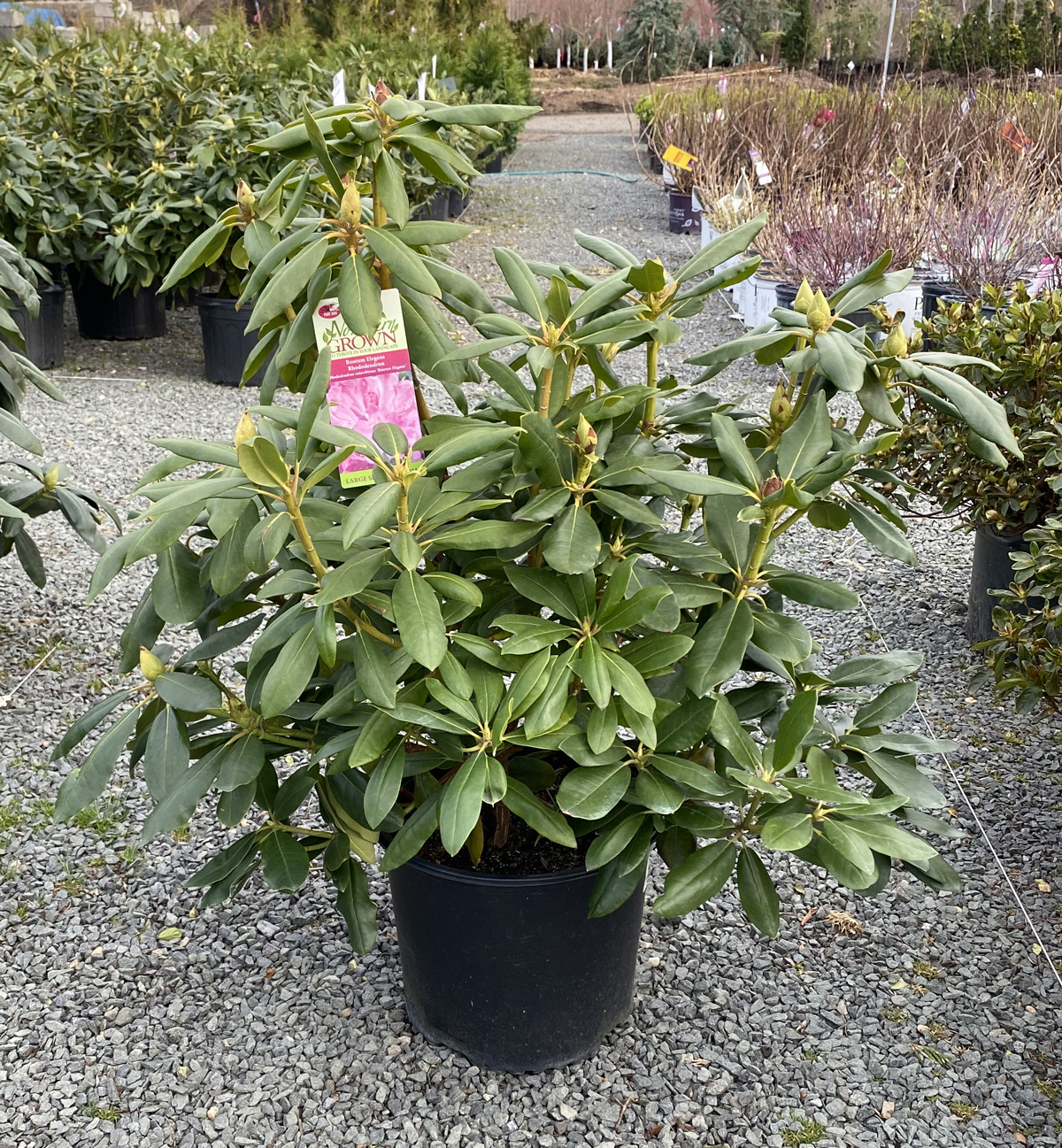 Rhododendron Roseum Elegans #3