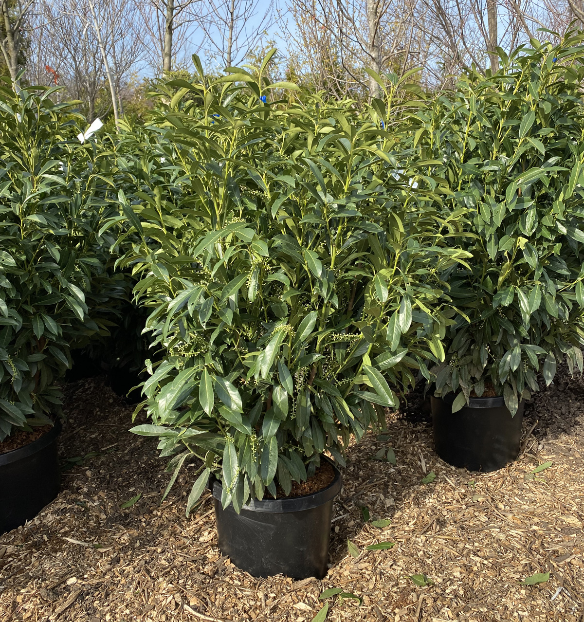 Skip Laurel – 5 ft.